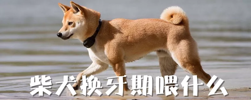 柴犬换牙期喂什么