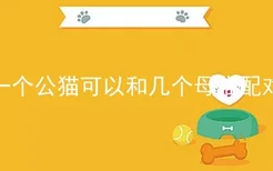 一个公猫可以和几个母猫配对