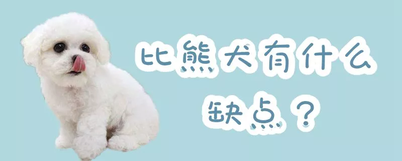 比熊犬有什么缺点