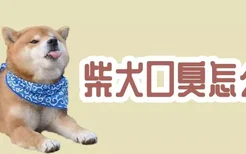 柴犬口臭怎么办