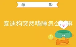 泰迪狗突然嗜睡怎么回事