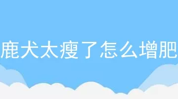 鹿犬太瘦了怎么增肥