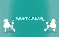 狗狗丢了会想主人吗