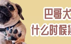 巴哥犬什么时候换牙