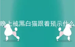 晚上被黑白猫跟着预示什么