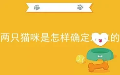 两只猫咪是怎样确定地位的