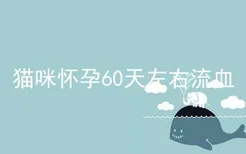 猫咪怀孕60天左右流血