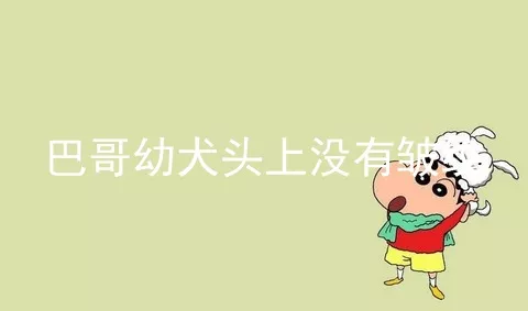 巴哥幼犬头上没有皱纹