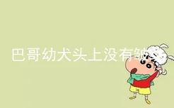 巴哥幼犬头上没有皱纹