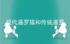 现代暹罗猫和传统暹罗