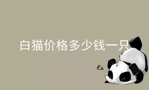 白猫价格多少钱一只