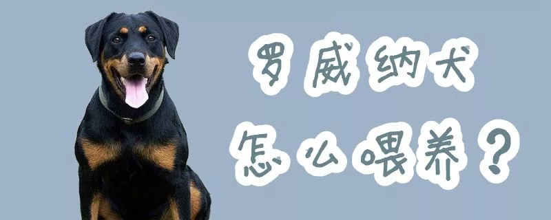 罗威纳犬怎么喂养