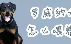 罗威纳犬怎么喂养