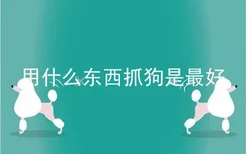 用什么东西抓狗是最好