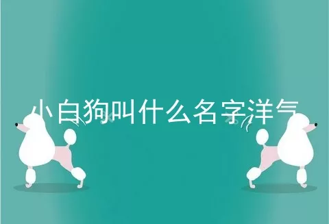 小白狗叫什么名字洋气