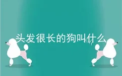 头发很长的狗叫什么