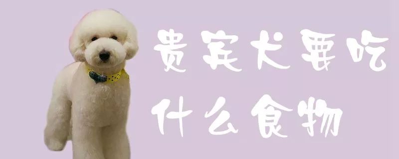 贵宾犬要吃什么食物1