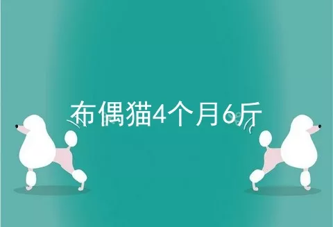 布偶猫4个月6斤