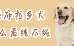 拉布拉多犬怎么看纯不纯