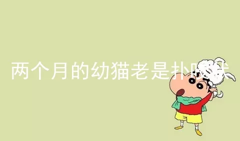 两个月的幼猫老是扑咬状