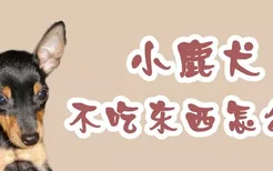 小鹿犬不吃东西怎么办