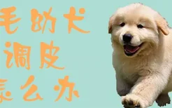 金毛幼犬太调皮怎么办