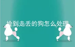 捡到走丢的狗怎么处理