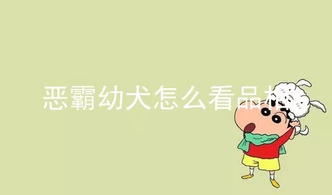 恶霸幼犬怎么看品相