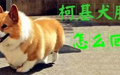 柯基犬肥胖怎么回事