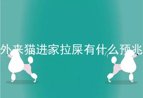 外来猫进家拉屎有什么预兆