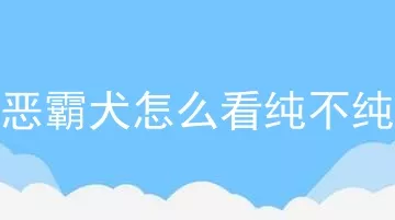 恶霸犬怎么看纯不纯