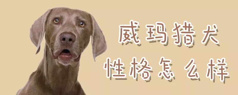 威玛猎犬性格怎么样