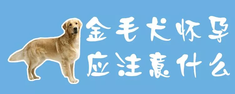 金毛犬怀孕应注意什么1