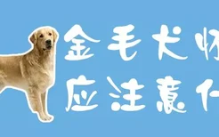 金毛犬怀孕应注意什么