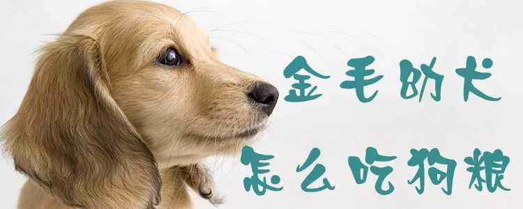 金毛幼犬怎么吃狗粮1