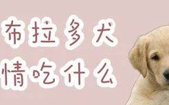 拉布拉多犬发情吃什么