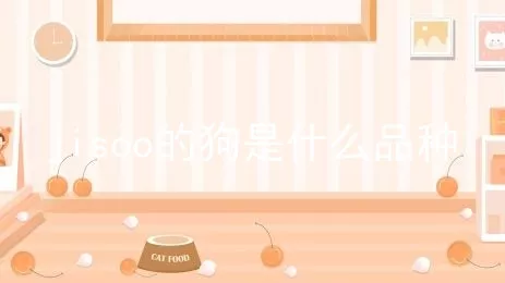 jisoo的狗是什么品种