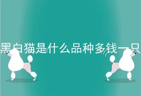 黑白猫是什么品种多钱一只