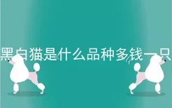 黑白猫是什么品种多钱一只