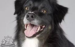 狗狗角膜炎多久能恢复 取决于严重程度和就医情况