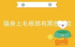 猫身上毛根部有黑色点点