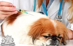 狗狗感冒好多久后能打疫苗 期间应该注意什么
