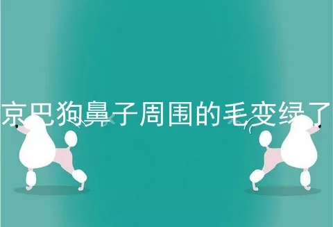 京巴狗鼻子周围的毛变绿了