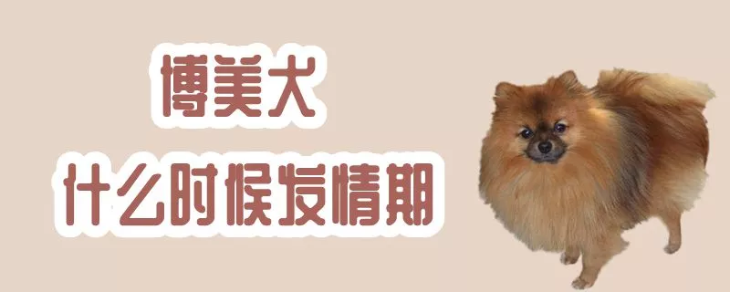 博美犬什么时候发情期