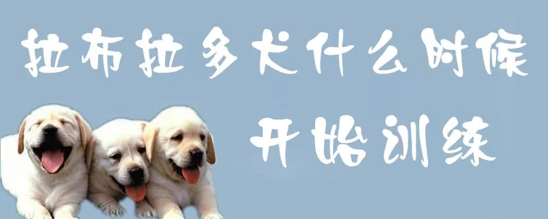 拉布拉多犬什么时候开始训练1