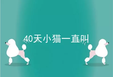 40天小猫一直叫