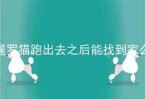 暹罗猫跑出去之后能找到家么