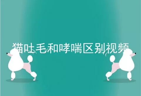 猫吐毛和哮喘区别视频