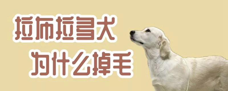 拉布拉多犬为什么掉毛