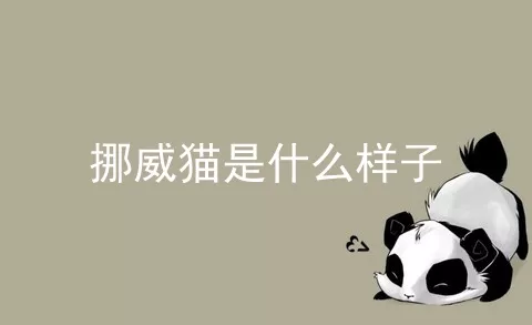 挪威猫是什么样子